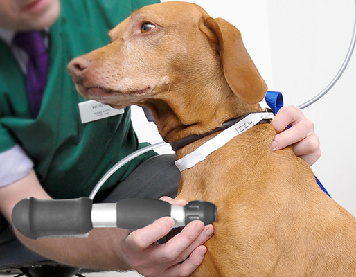 Veterinaire chiropractie & dierlijke ESWT-machine akoestische golfmassager